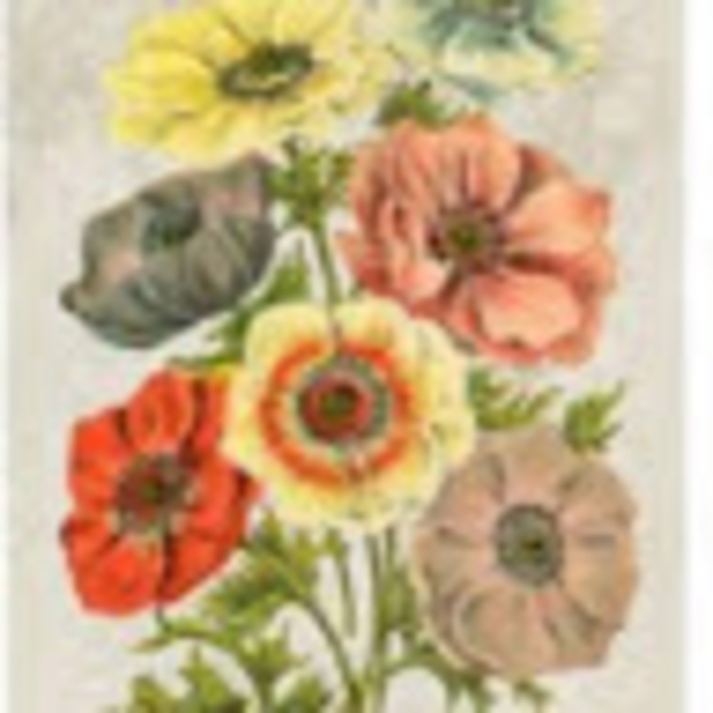 Meet your Posher, Mandy